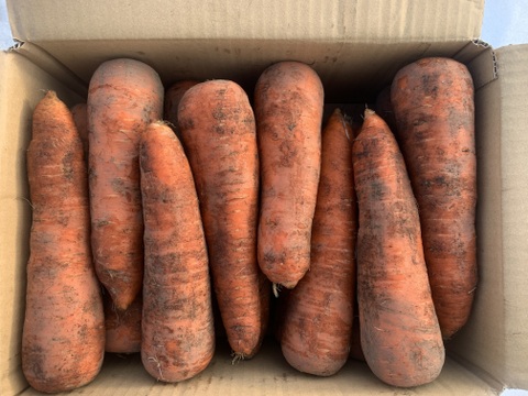 北海道産有機人参(大)  10kg