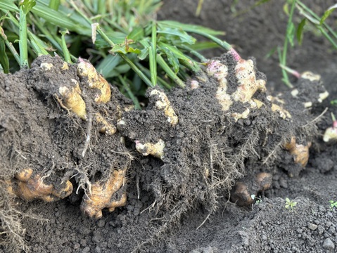 ナオ様専用◼️生姜1㎏、里芋3㎏