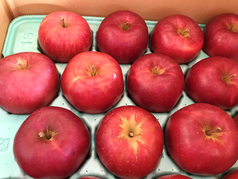 福島の美味しい林檎　いわせっ娘3ｋｇ（8～12玉）　ギフト・贈答用りんご