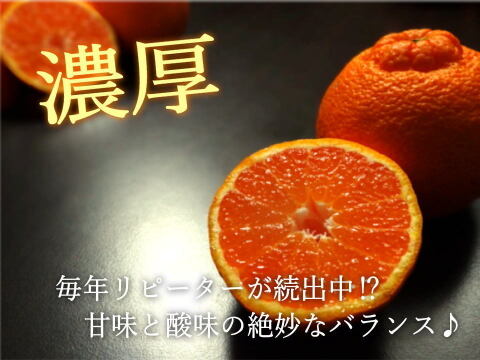 【２箱まとめ買い】極上のプレミアム果実！過去最高糖度は１８度！プリッと果肉で食べ応え十分！樹上完熟させた濃厚な甘み！当園自慢「甘熟デコ」厳選プレミアム　レギュラー箱　約３ｋｇ２箱セット【422-2】