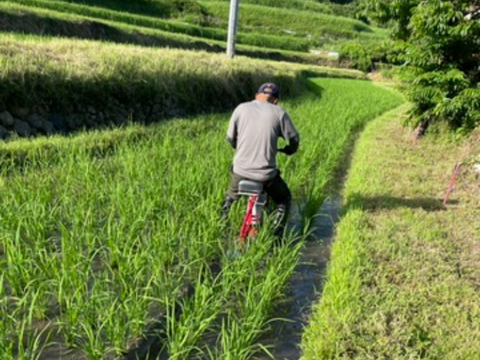 【令和7年新米】地元の産直市場でリピーター続出！岡山県産ヒノヒカリ玄米5㎏ 甘みと香り豊かな味わいで、噛むほどに旨みが広がります、白米も可能です。