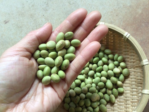 ◎自然栽培◎秘伝大豆1.5kg《令和4年・山形県鶴岡産》