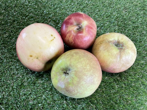 【最終】希少な夏りんご『夏あかり』訳あり３㎏
N-w3