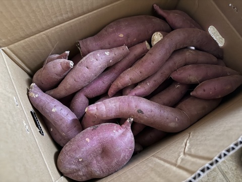 訳あり！熟成紅はるか 10kg さつまいも：茨城県産のべにはるか｜食べ