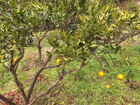 大谷伊予柑(オオタニイヨカン)５㎏【農薬・化学肥料不使用】【熨斗(のし)対応可】