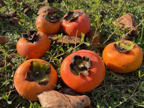 農薬・肥料不使用、自然栽培の甘柿。約１．５キロ。（１２個前後）