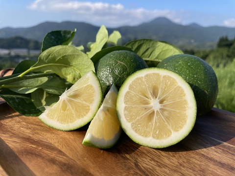 【今が旬！】グリーンマイヤーレモン、果汁たっぷり！5キロサイズ