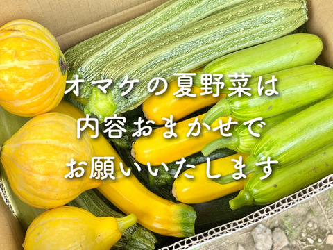 【夏の福袋】おまかせ夏野菜のオマケ付！(9本入) 瑞々しいフルーツコーン[糖]もろこし