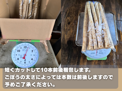 【使い切りサイズ】風味豊かな洗いごぼう500g｜サラダ・きんぴらに最適
