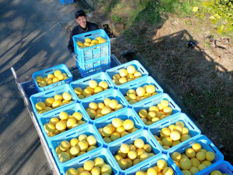 【家庭用10kg】濃厚ジューシー！潮風を浴びた高知県育ちの土佐文旦　南国みかん　オレンジ