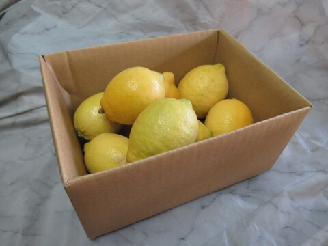 香り際立つ本格派レモン｜皮まで使える リスボンレモン　１㎏（静岡県産）