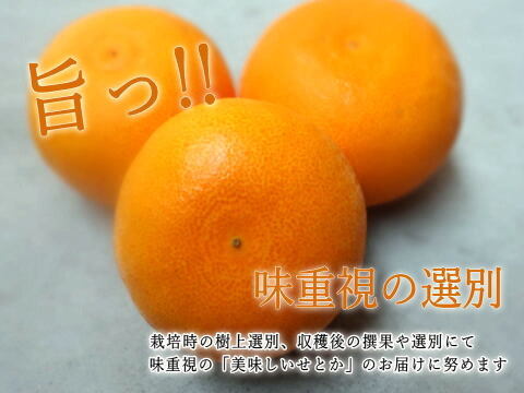 🏆みかん柑橘グランプリ2026最高金賞含む最多４部門受賞の木熟せとか！大感動！樹上完熟させた濃厚な甘みの大トロせとか！とろける甘さと上品な味わい！「木熟せとか」厳選プレミアム　約１ｋｇ【400】