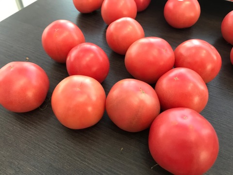 千葉県産　富丸ムーチョ（食べやすいSサイズ）