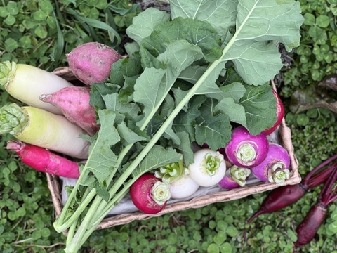 旬の野菜を堪能できる。朝採れ自然栽培野菜とハーブのセット　５～７種類　約３～４kg