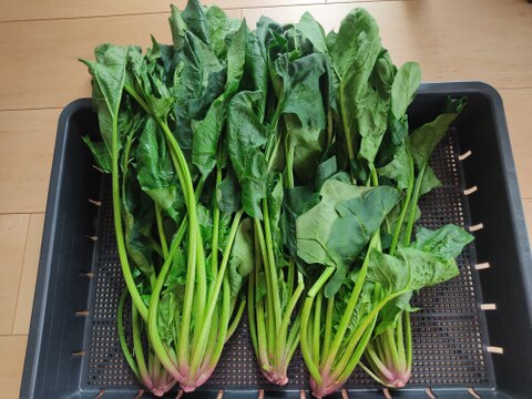 ✨【農家厳選】瑞々しさが自慢。毎日使える旬の野菜詰め合わせ（4～5品）✨