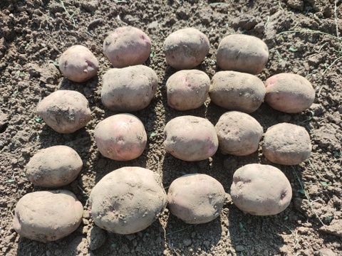 【栽培期間中　農薬不使用】ホクホク甘く赤い皮が目を引く映えるじゃがいも＊アンデスレッド（2kg）