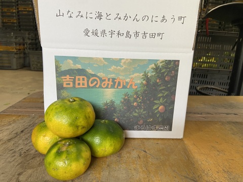 柑橘シーズンのはじまり！【選果落】極早生みかん（３ｋｇ）サンプル糖度8.6～9.8度。見た目の悪いものです。１０月９日～１１日収穫