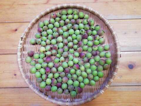 農薬化学肥料不使用】小梅（青梅） 1㎏前後【熨斗(のし)対応可】60
