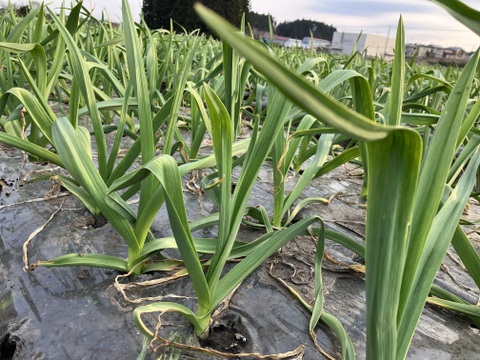 ★青森県産★中玉にんにく！（ご家庭用）