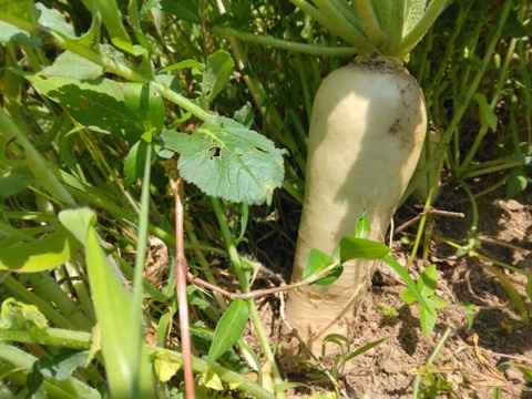 自然農園の健康やさい！
真夏の”ど根性”大根2本セット