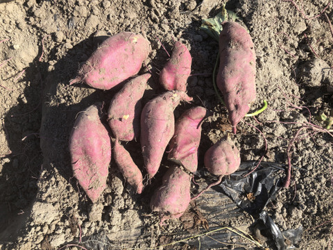 こんなに甘いの⁉シルクスイート