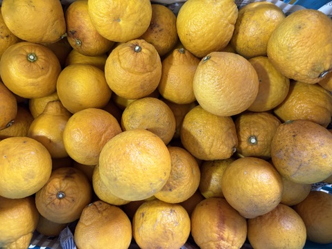 【訳あり】さわやかジューシー！サザンイエロー2.5kg