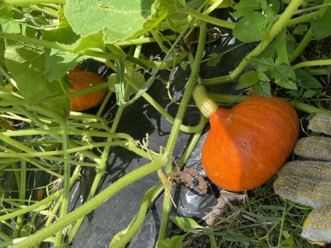 しっとり♪伝統野菜！打木赤皮甘栗かぼちゃ2個入