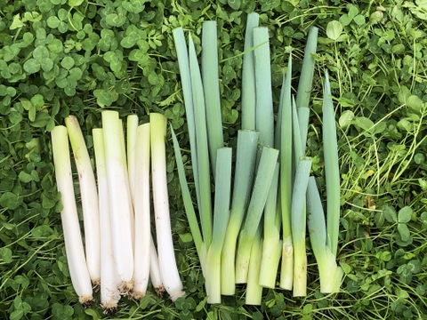 お買い得【農薬・化学肥料不使用栽培】青森県産　1/2カットネギ　4ｋｇ（太さ不揃い約40本：100サイズ便）