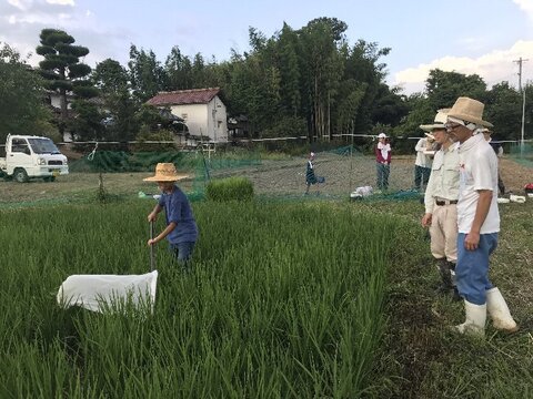 自然農法の古代米【もち米】2kg
