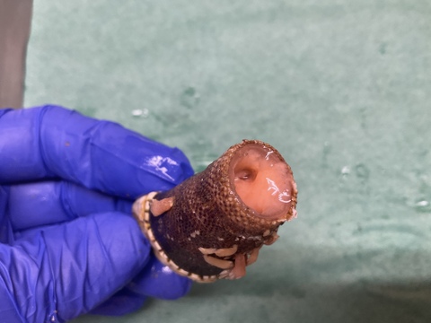 【産卵期到来❗️】カメノテ/亀の手/貝みたいですが甲殻類/エビ蟹の味/特大/1000ｇ【冷凍】