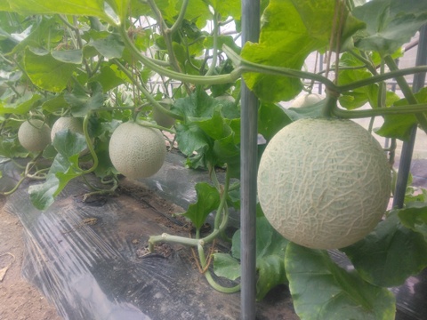 見た目はイマイチ！ご家庭用アールスメロン（1.4㎏以上２玉）