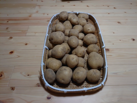 1月掘り出し新鮮ジャガイモ(ニシユタカ)5kg  M〜Lサイズ