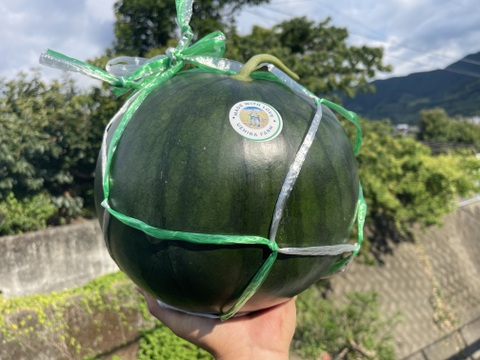 ウエヒラスイカ　ゴールデンジャック　７ｋｇ〜１１ｋｇ程