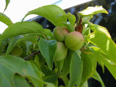 【かわいい朝どれ】手摘み小梅　青梅　3キロ　農薬不使用