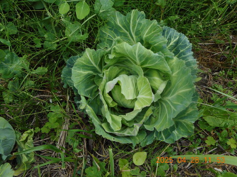 予約販売

自然農栽培のエンドウ豆セット　（スナップエンドウ、大サヤエンドウ、碓井エンドウ、そら豆）など。