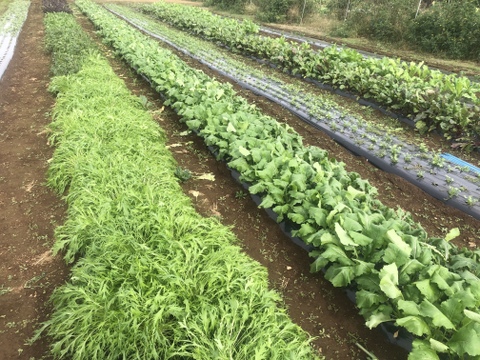 料理人の方々からも好評いただいています！/8から9種類の野菜/プレゼントにも！【農薬・化学肥料不使用】