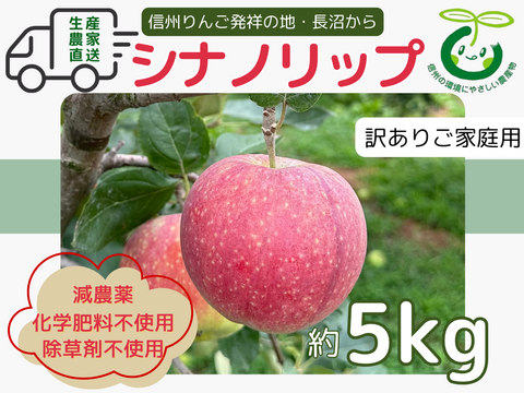 生産農家直送 りんご シナノリップ 訳あり ご家庭用 5kg 長野県産 信州りんご発祥の地 長沼りんご 産地直送 除草剤不使用 人にやさしく環境にもやさしい