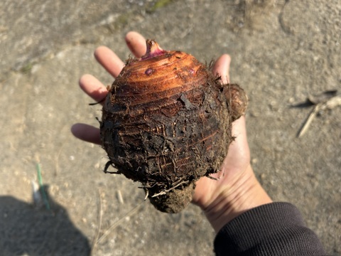 ホクホク旨い！味が濃い！赤芽里芋2kg