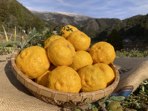 【高知県産】ゆず　1㎏　【木熟れ完熟】＃栽培期間中農薬・化学肥料不使用