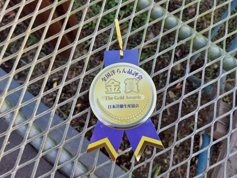 【年末予約用】陶器鉢入シンビジウム（５本立)