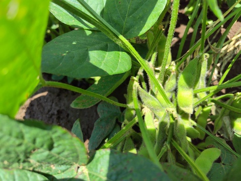 おまかせ よこすか 夏の野菜セット（7〜8品目）