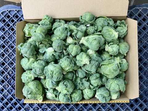 【鹿児島産】甘塩芽キャベツ箱込み900g^_^