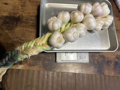 自然栽培　採れたて大きめ生にんにく　ガーリックブレイド12  売り切り特価
　プラスおまけ型崩れ5個