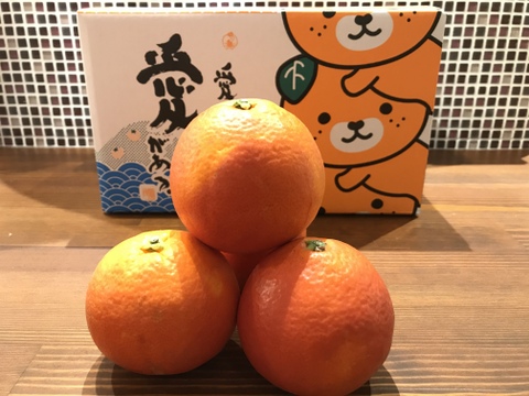 🍋セット商品🍊【ブラッドオレンジ3kg】【イエローレモン1kg】ご家庭用