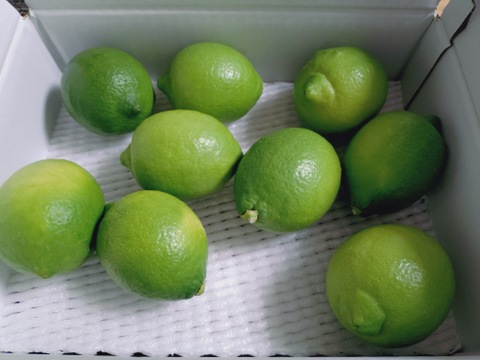 【有機JAS認証！】レモン島からお届け♪皮まで♪オーガニックレモン1kg