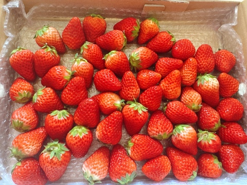 生の風味をお届け。気にしない方限定🍓バラ詰苺BOX（約1000g）大きさ形が不揃いです