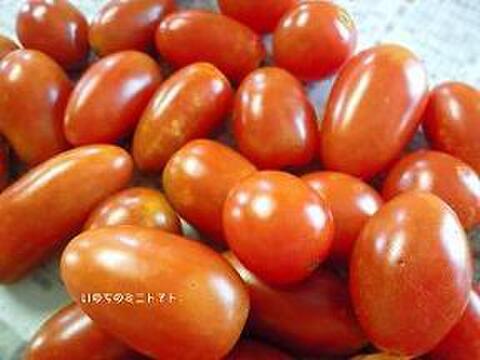 【いのちの野菜】ミニトマト1.5Kg