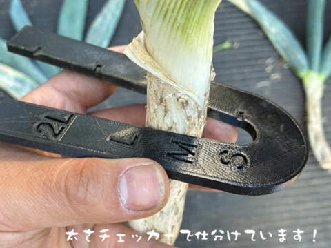 ネギの殿様！　固定種ネギ『下仁田ネギ』(10本)　Mサイズ