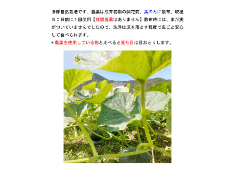 熊本県あしきた産　完熟ホクホク桃源郷カボチャ【5キロ　３～5玉入り】