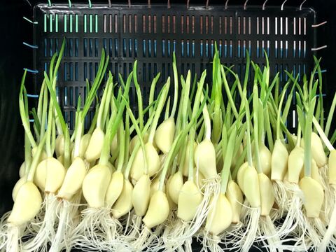 【残暑限定セール】根と芽も丸ごと食べられる！ロケット発芽にんにく『30本』＋訳あり品5本　岐阜産クリーンルーム水耕栽培　　　スプラウトにんにく